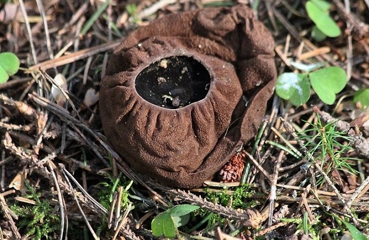 Редкий гриб обнаружили в подмосковном парке «Верхнерузско-Москворецкий»