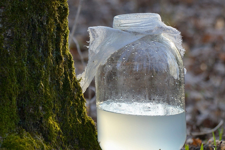 Врач рассказал о пользе березового сока