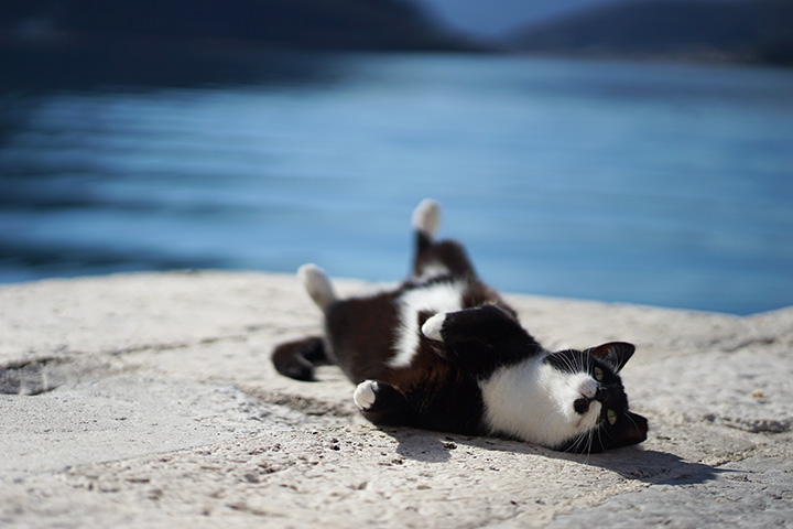 Ребенок бросил кошку под колеса машины в Клину, водитель успел среагировать. Видео