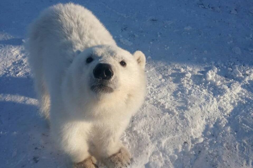 Спасенный в Арктике белый медвежонок отправился жить в Московский зоопарк
