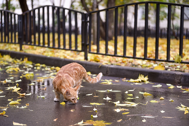 В Гидрометцентре рассказали, каким будет сентябрь в Москве