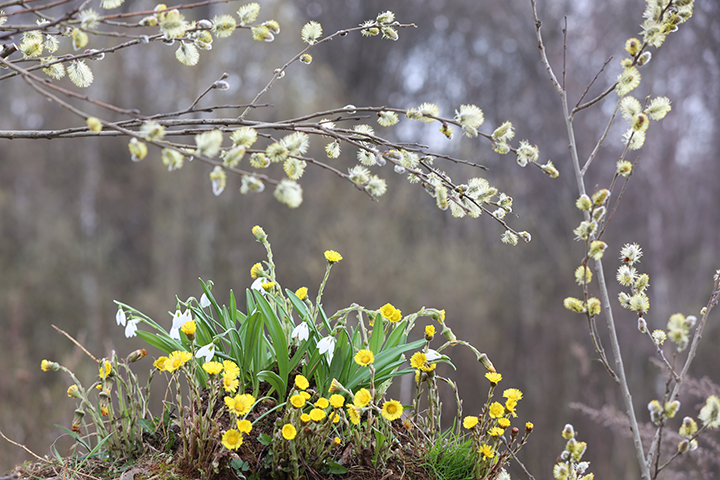Первоцветы появились в Москве