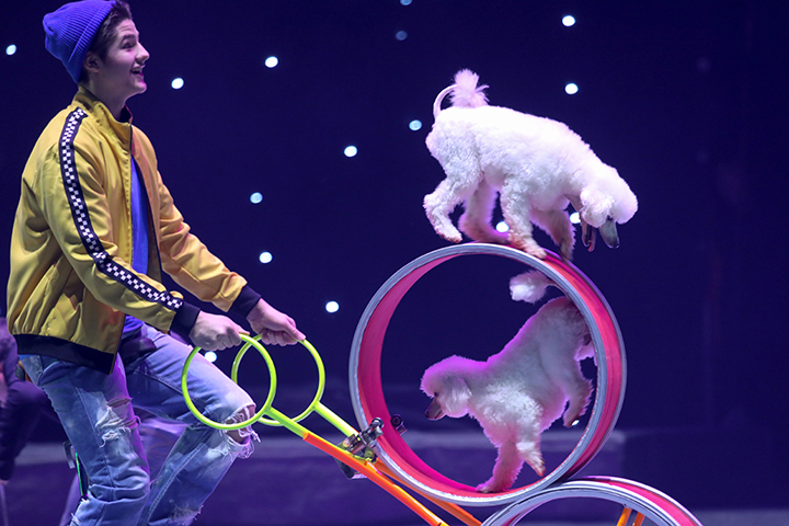 Артисты Большого Московского цирка выступят перед детьми в Медцентре Бакулева