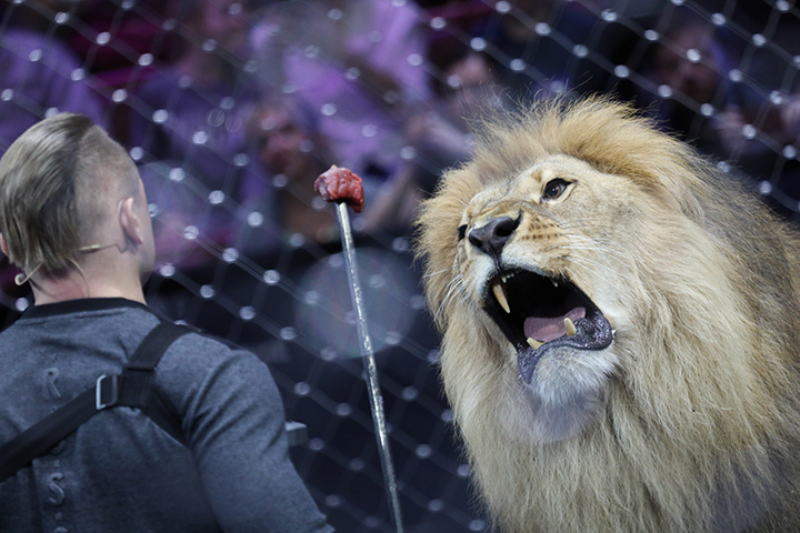 Большой Московский цирк пригласил горожан на открытую репетицию