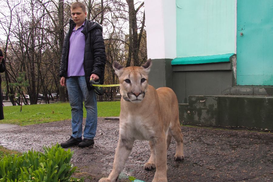 Москвич Сергей Татаринцев выгуливает на поводке своего питомца — канадскую пуму по кличке Геркулес — в парке Можайского района столицы