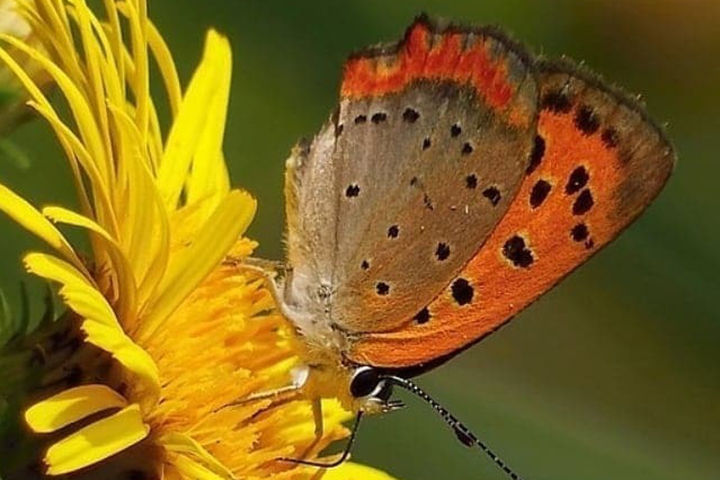 Около 300 историй разместили на странице проекта «Красная книга Москвы»