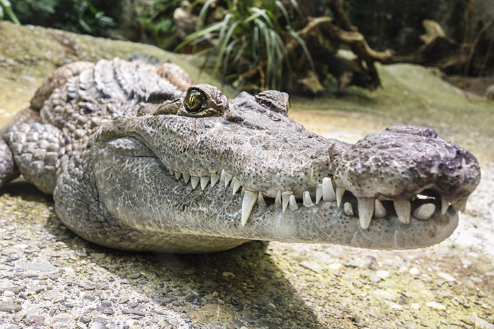 Аллигатор целиком проглотил женщину во Флориде