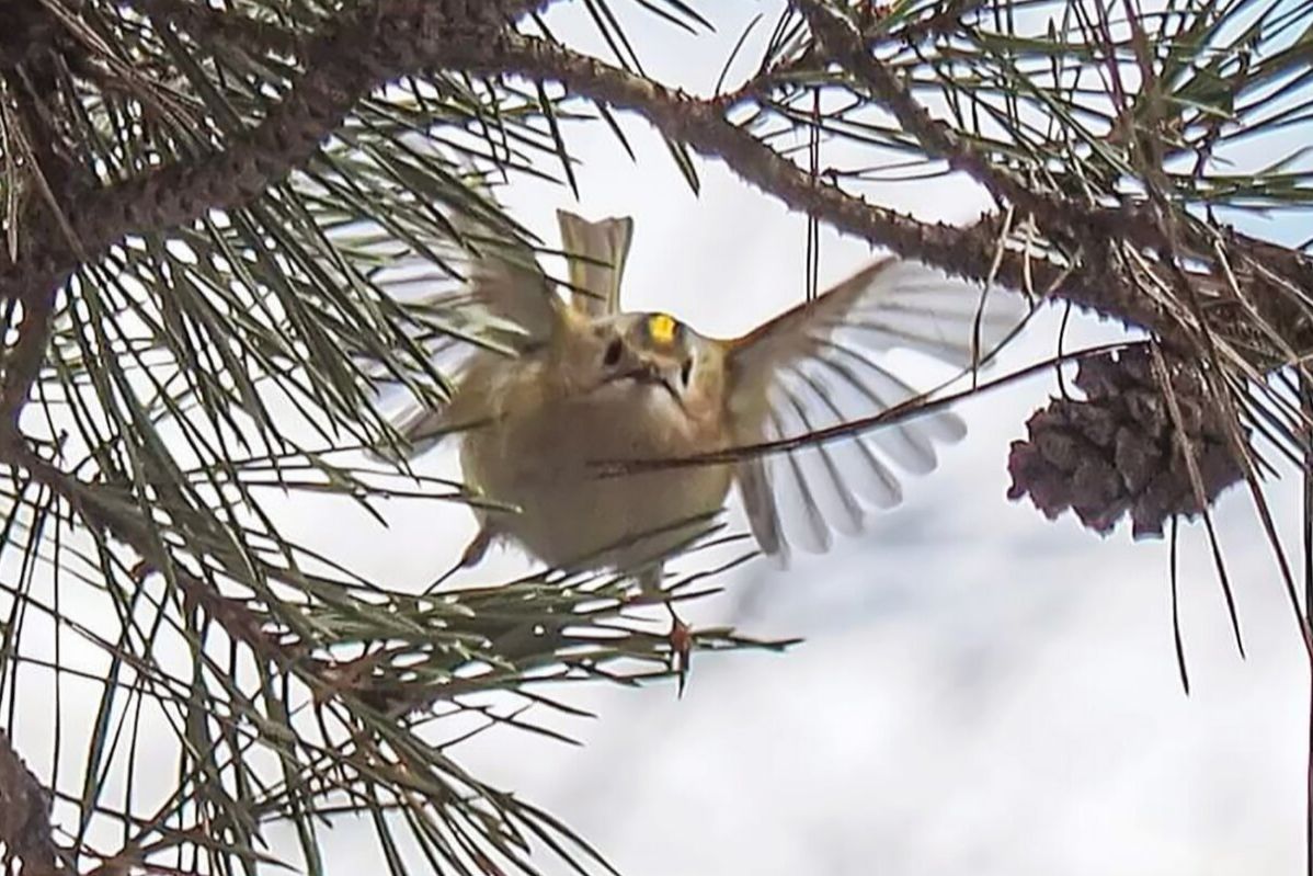 Ежегодная акция Мосприроды «Птица синица» стартовала в столице