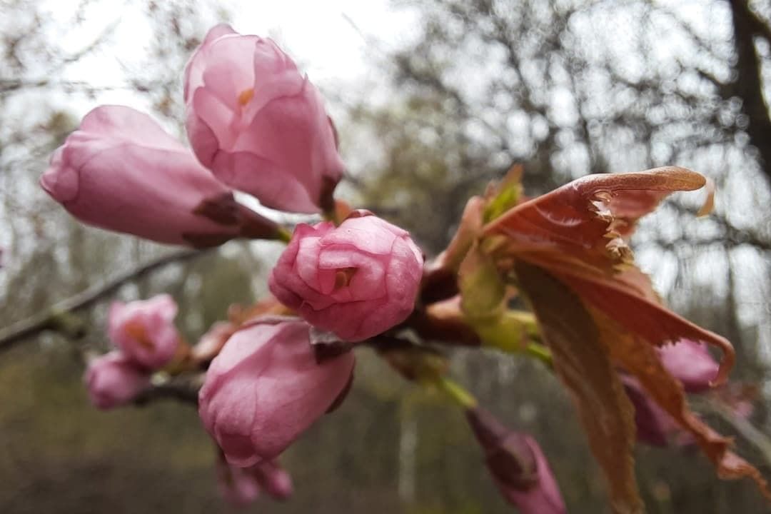 Сакура расцвела в Бирюлевском дендропарке