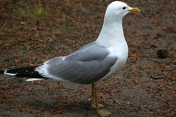 Сизых чаек заметили в подмосковном Щелкове