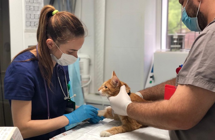 Подмосковные ветеринары вылечили после укусов змей более 90 домашних животных с 2020 года