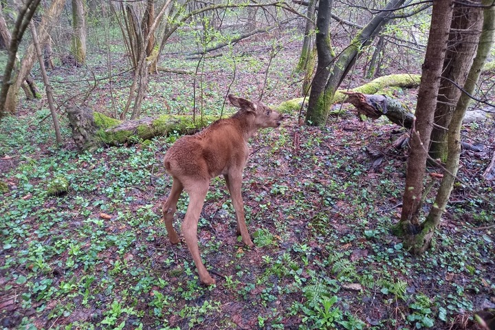 Новорожденного лосенка обнаружил подмосковный лесничий