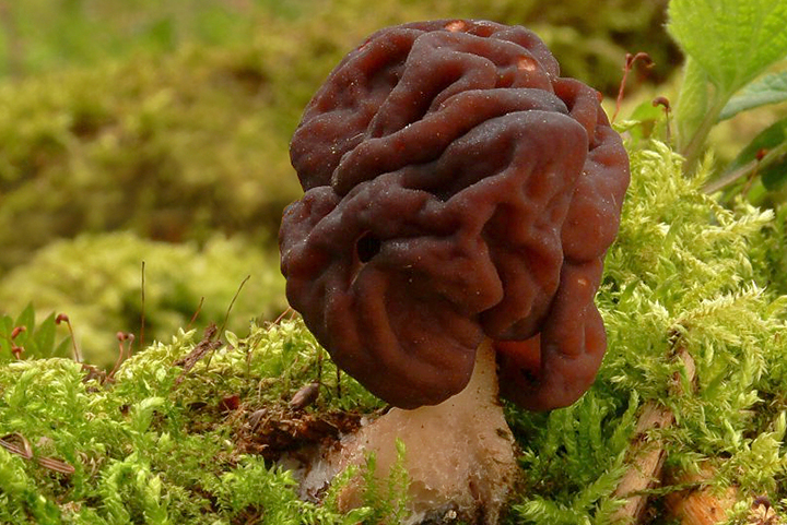 Миколог разъяснил, как отличить съедобный строчок от ядовитого