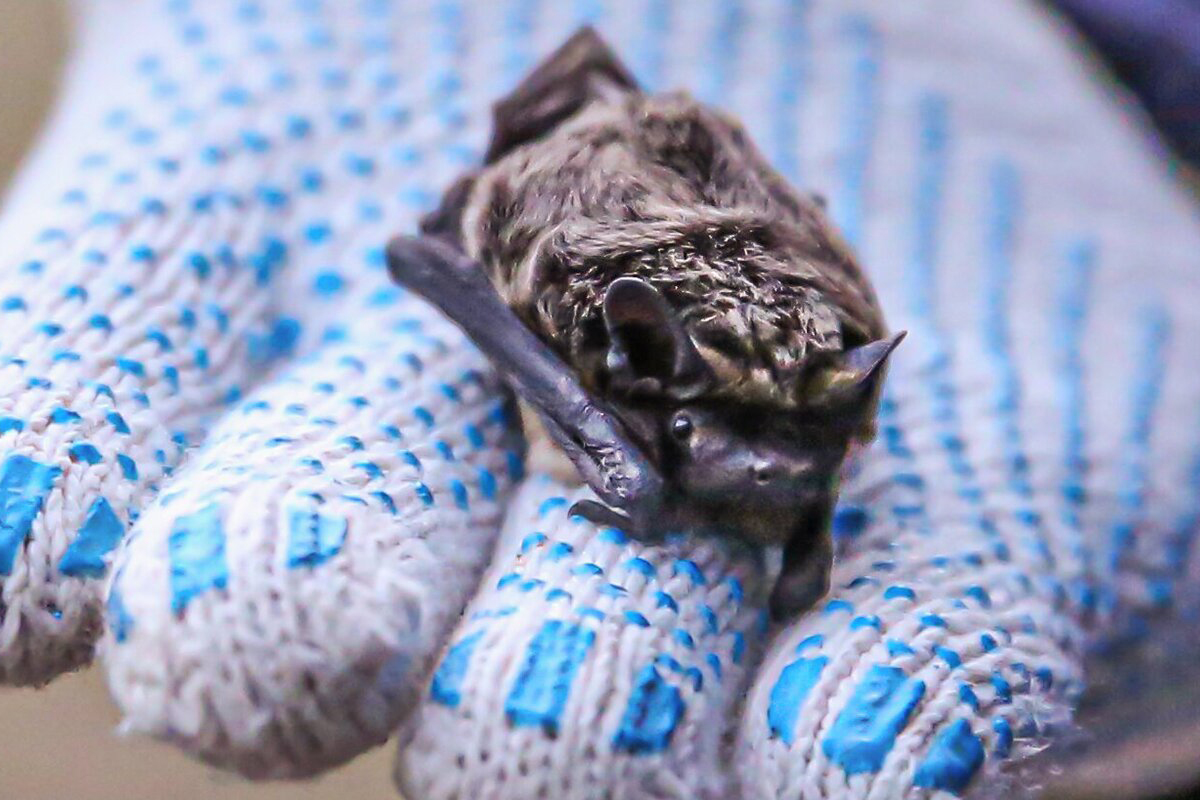 Волонтеры выпустили на свободу 20 летучих мышей в Серебряном бору