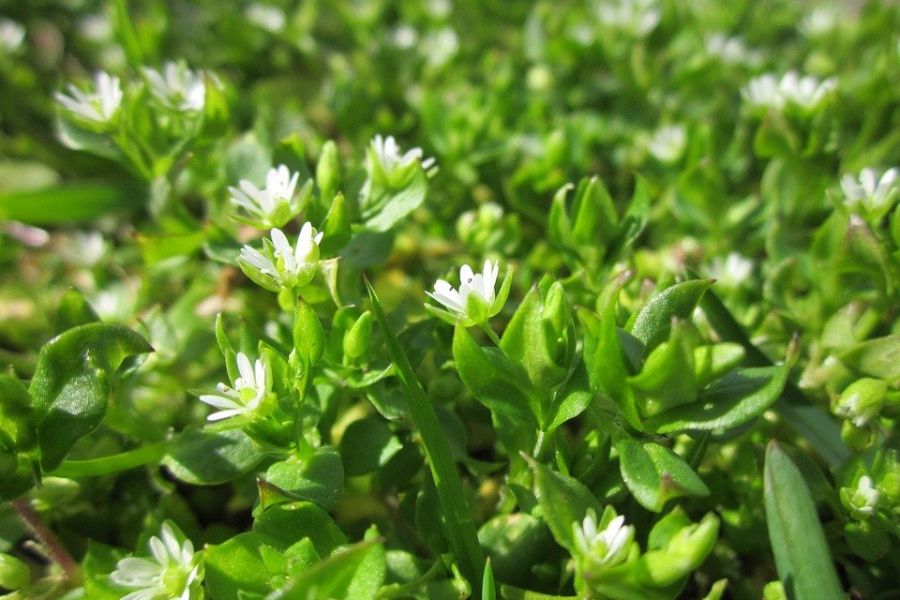 Мокрица (звездчатка)