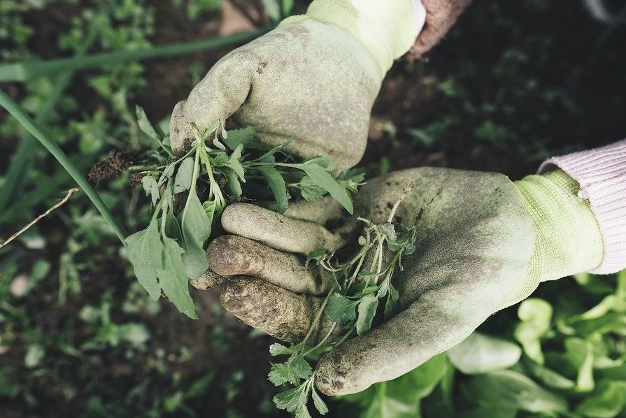 Как избавиться от сорняков на грядках