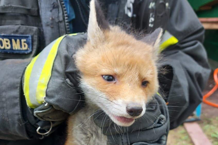 Лисье семейство, которое спасли в Москве, выпустили на свободу в ТиНАО