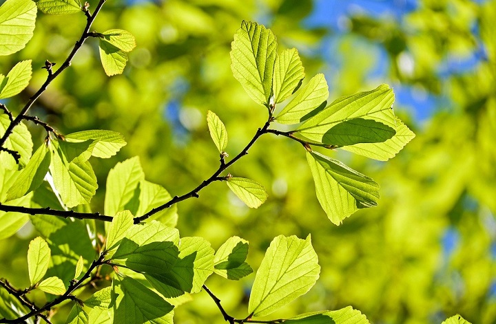 «Лес Победы»: более 300 тысяч растений высадили в Подмосковье в рамках акции