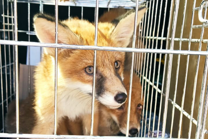Столичные спасатели помогли еще одному семейству лисят