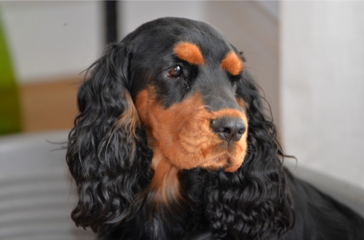 Пес по кличке Рокко получил работу на заводе по производству виски