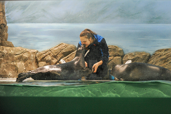 Тренировки нерп пройдут в «Москвариуме» на ВДНХ в День России