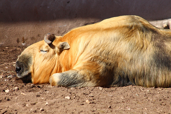 Московский зоопарк показал, как ветеринары ухаживают за такином Мишаней