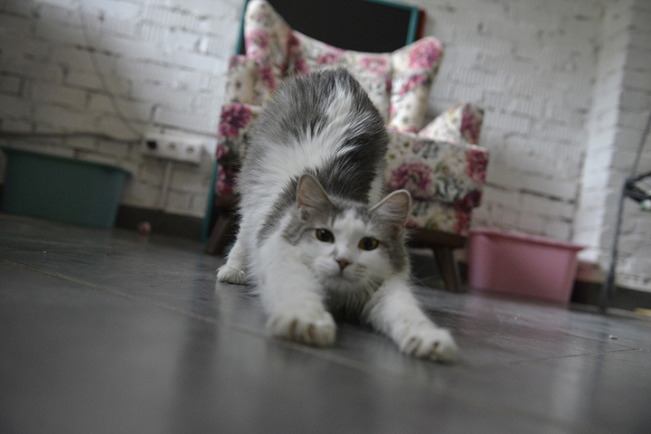 Никаких котов и фрилансеров: какие требования к жильцам выдвигают арендодатели