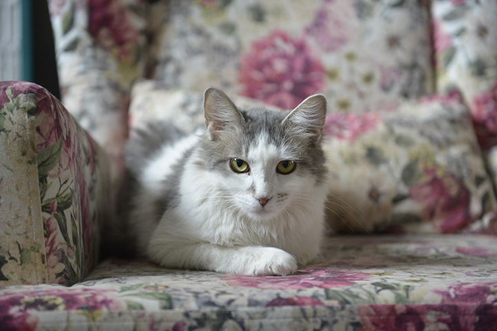 Гостиница для домашних животных появится в ТиНАО