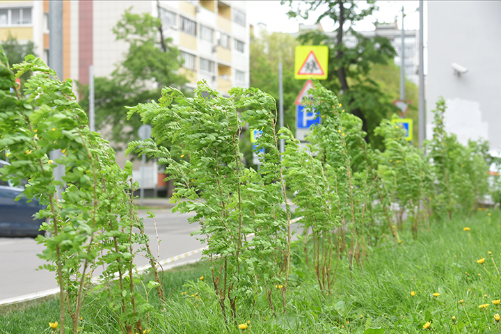 Бульвар Ветеранов в Мытищах благоустроят в течение двух лет