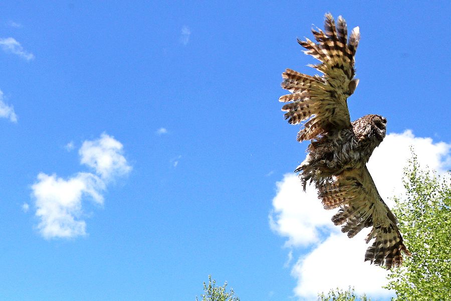 Глава столичного Департамента природопользования и охраны окружающей среды Антон Кульбачевский выпускает на волю сову