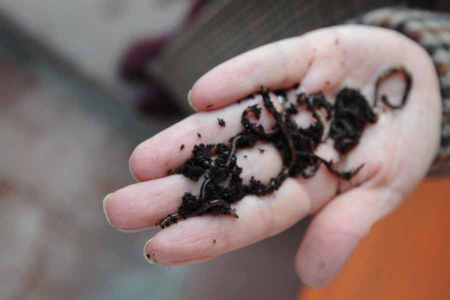 Как сделать почву плодородной: помогут домашние черви