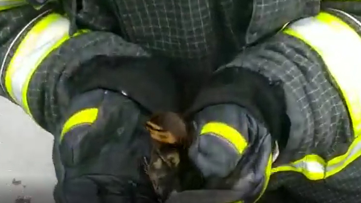 Упавшего в коллектор утенка спасли в Южном Бутове