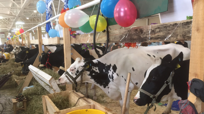 Конкурс красоты племенных животных проведут в Московской области