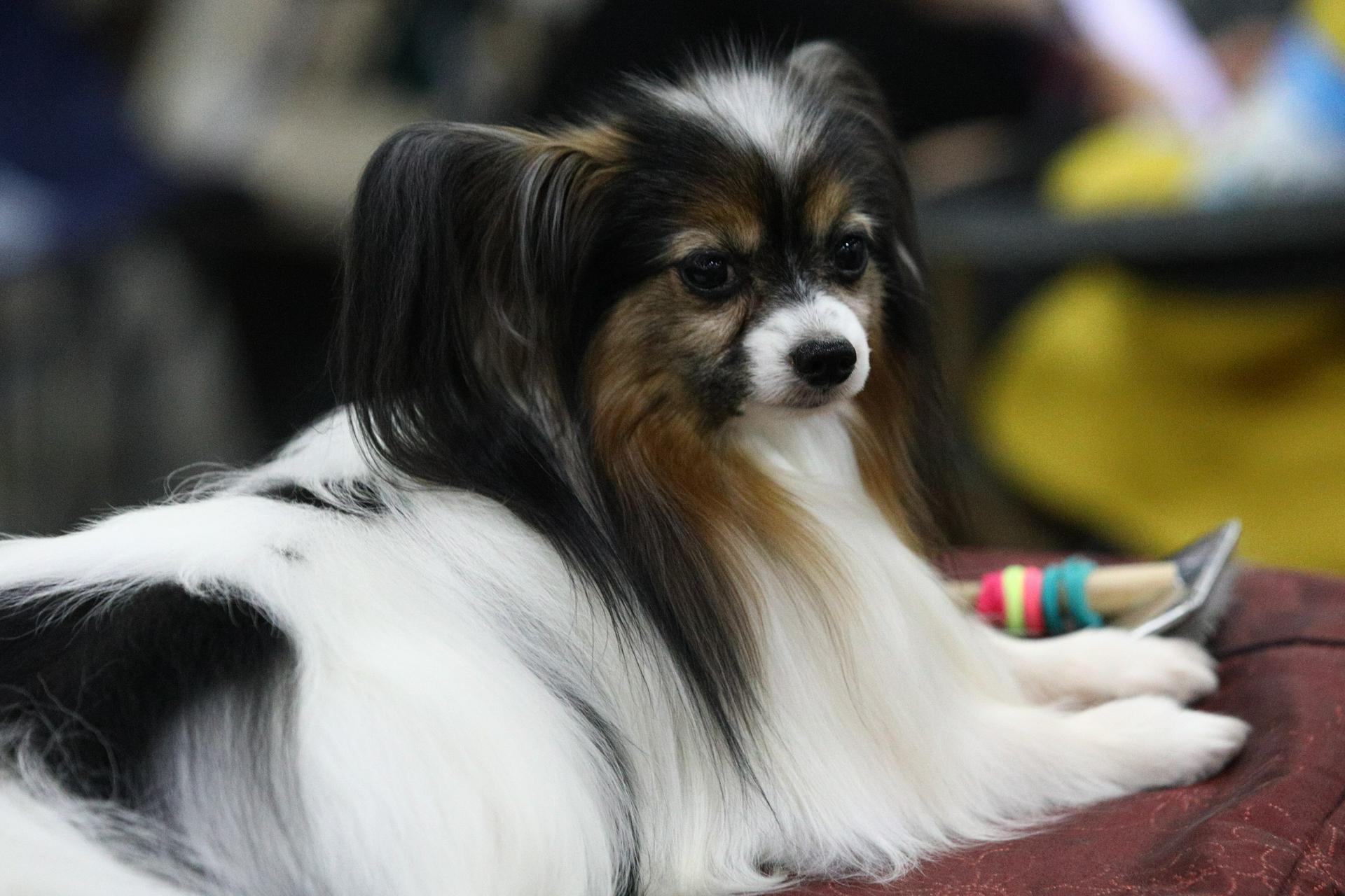 Ветеринары рассказали, сколько москвичей оставляют животных в зоогостиницах летом