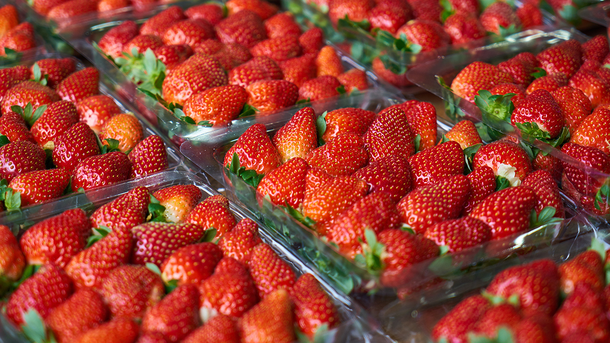 Сезон сбора ягод начался в Подмосковье