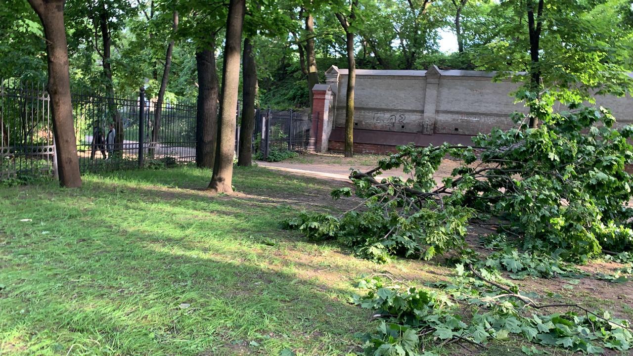 Уголовное дело по факту падения дерева на ребенка возбудили в Москве