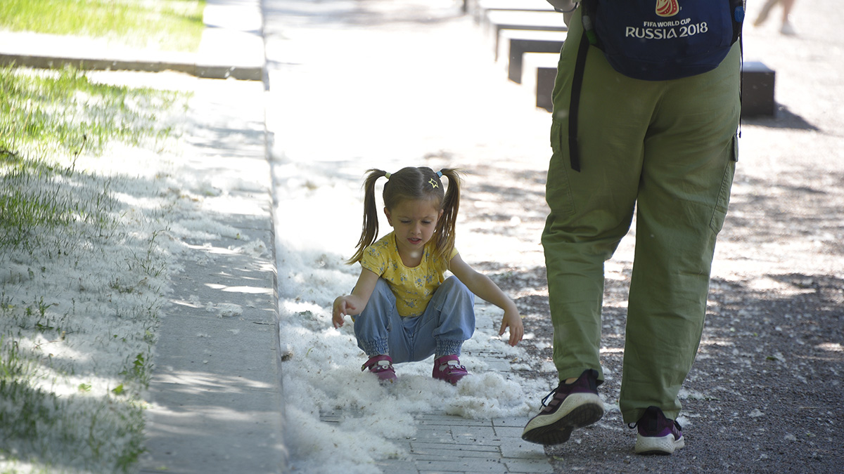 Пульмонолог назвал смертельную опасность тополиного пуха
