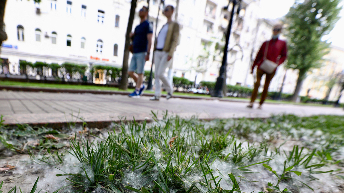 Врач объяснила, как аллергикам легче пережить сезон тополиного пуха