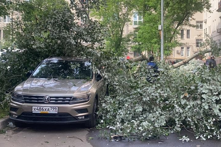 СК начал проверку по факту травмирования мужчины при падении дерева в Москве