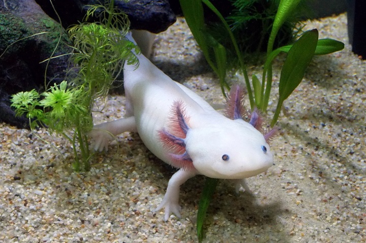 Ученые выяснили, как саламандры отращивают конечности и органы