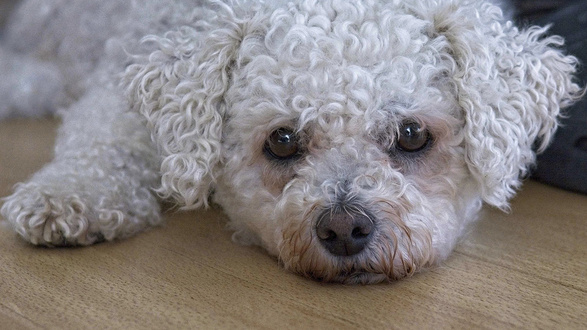 Женщина хотела купить собаку французской породы, но стала жертвой обмана