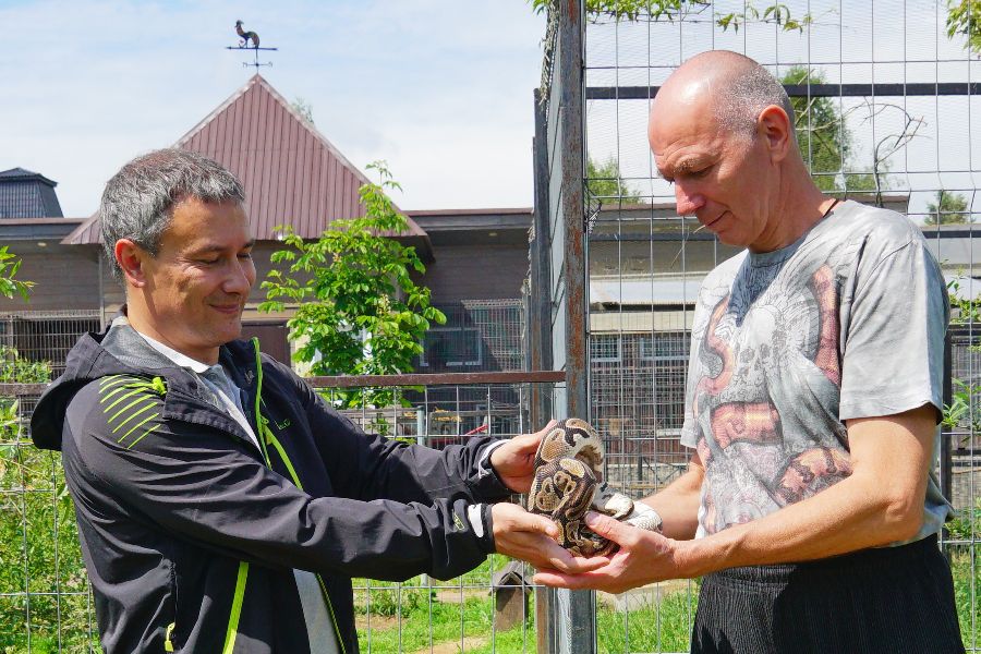 Начальник отдела по сохранению биоразнообразия Департамента природопользования и охраны окружающей среды Сергей Бурмистров (слева) передает питона сотруднику эколого-биологического центра «Следово» Костромы Игорю Чекалову