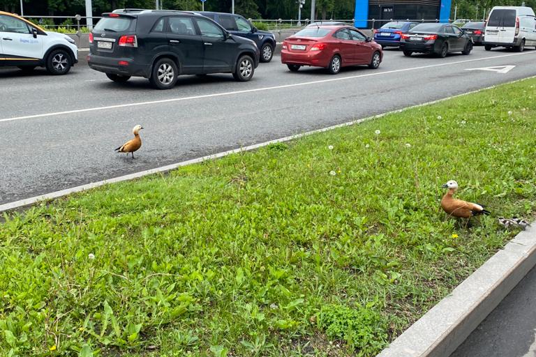 Спасатели помогли семейству утят на западе Москвы