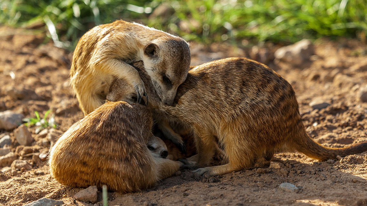 Сурикатов и летающих поссумов разрешили перевозить в поездах