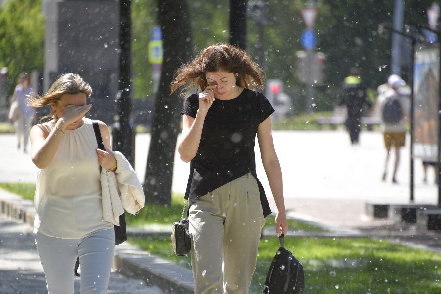 Время цветения тополей — сложная пора не только для аллергиков, но и для всех остальных горожан