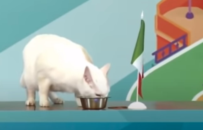 Кот Ахилл предсказал победу Бельгии в матче со сборной России на Евро-2020