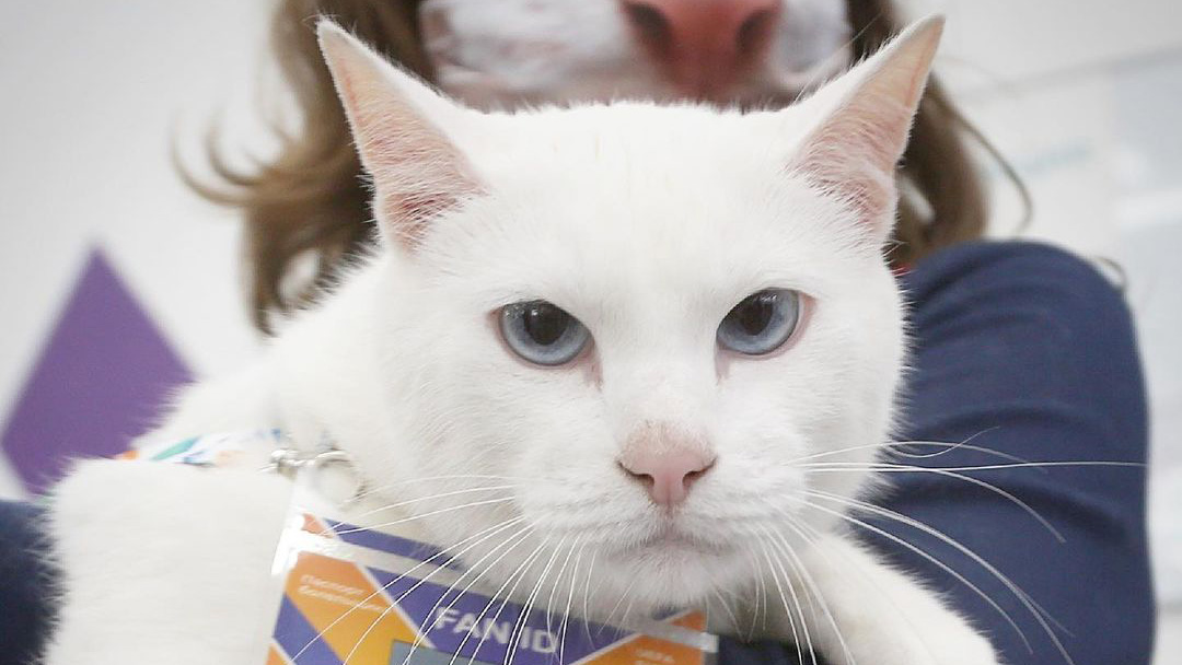 Кот Ахилл предсказал победу сборной России в матче с Финляндией на Евро-2020