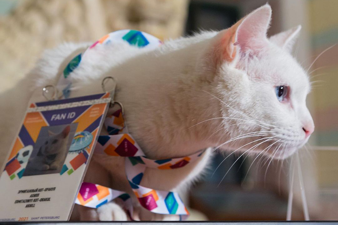 Кот, слониха и детеныши панд: кто и как в разных странах предсказывает результаты матчей