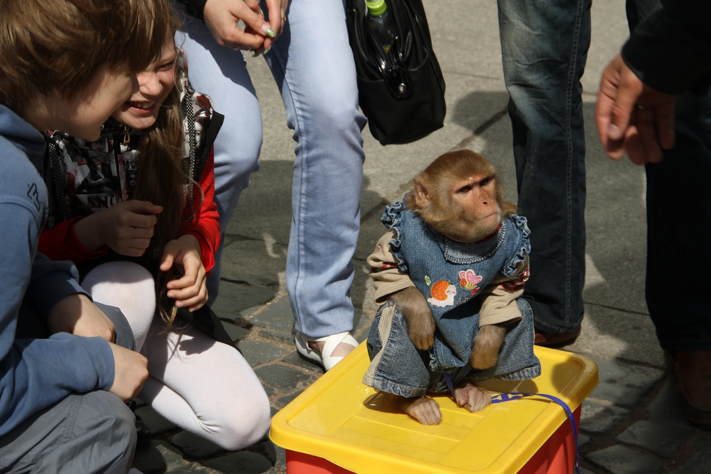 Живой реквизит: почему лучше отказаться от уличных фотосессий с птицами и что делать с найденышем стрижа
