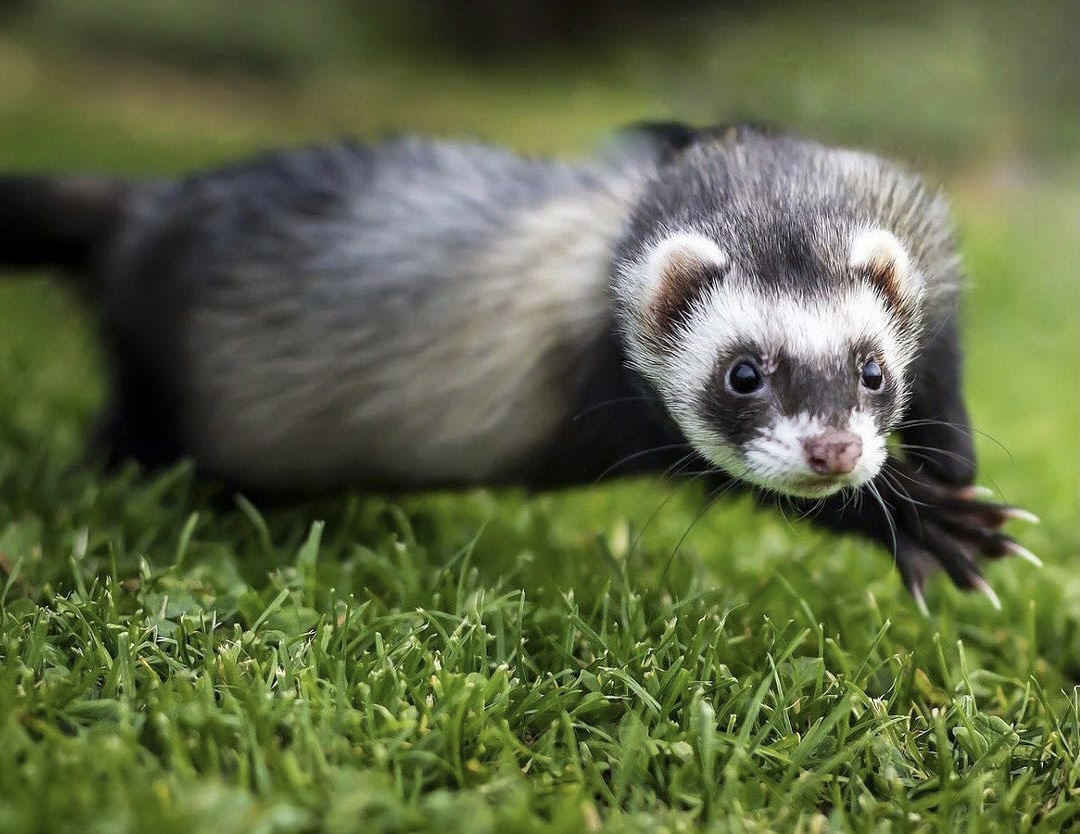 Более 2,5 тысячи москвичей следят за онлайн-проектом «Красная книга Москвы»